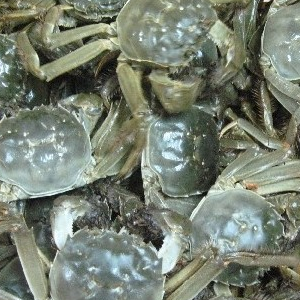 固城湖螃蟹加盟图片