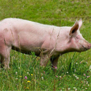 生态养猪技术大全加盟图片
