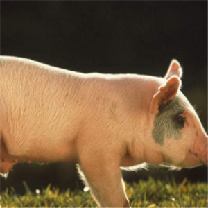 生态养猪技术大全加盟实例图片