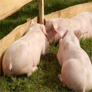 生态养猪技术大全加盟案例图片