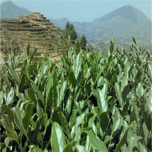 双秋生态茶叶加盟案例图片