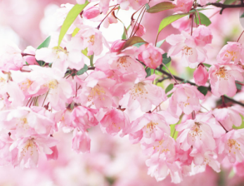 春舞枝花卉加盟图片
