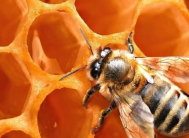 三邦蜂蜜加盟案例图片