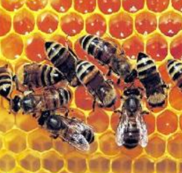 西联蜂蜜加盟实例图片