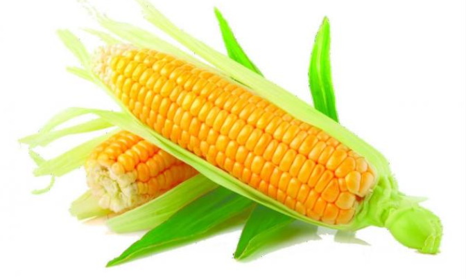 玉米加工创业