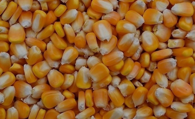 玉米加工创业