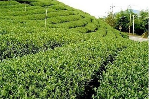 张一元茶叶茶叶与种植户，签订了长期的供货协议