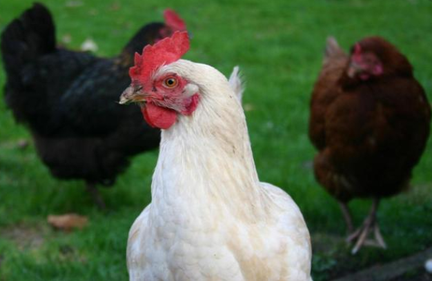 鸡养殖加盟