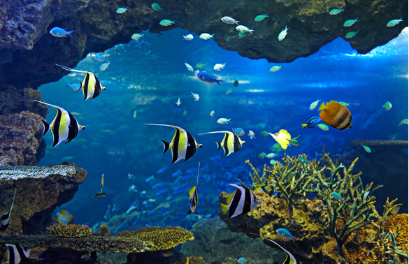 水族館代理