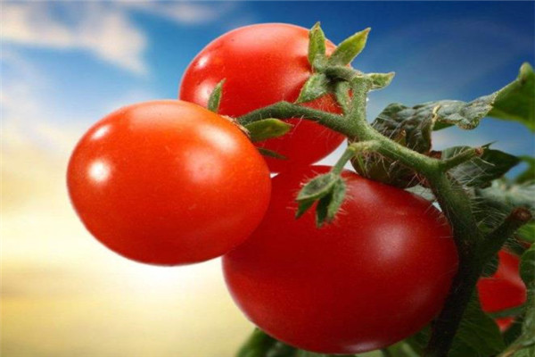 唐和唐生物工程加盟