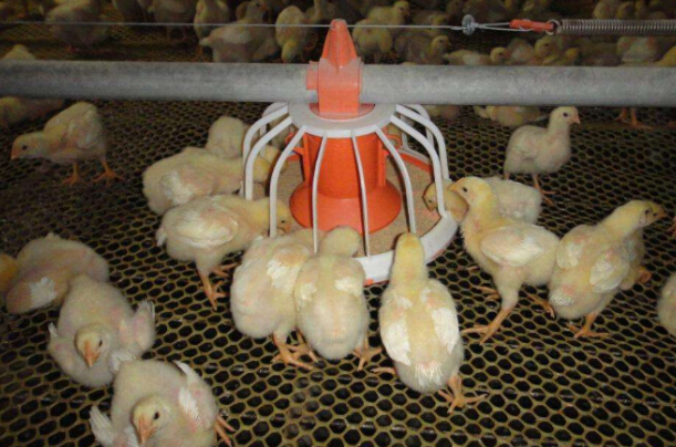 肉鸡养殖加盟代理