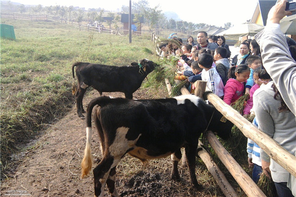 奶牛梦工厂奶牛养殖基地展示