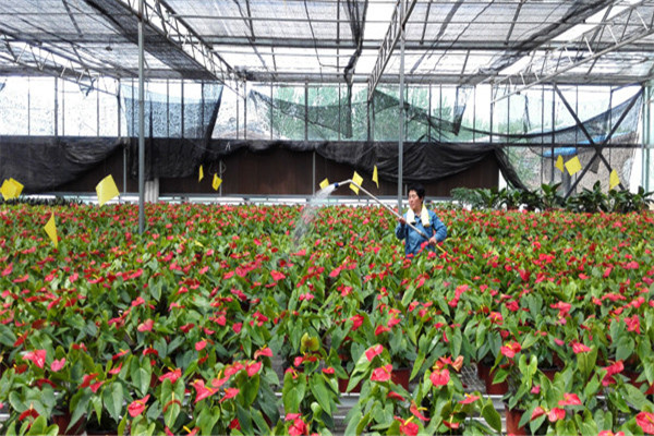 10万元创业办厂好项目——花卉养殖