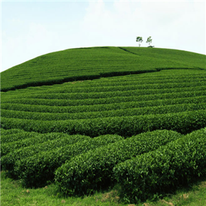 泉岩名茶加盟图片