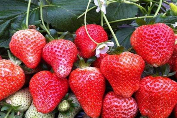 兴隆草莓加盟