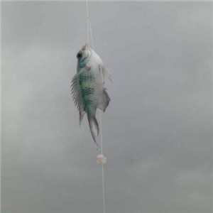 化绍新钓鱼用品加盟案例图片