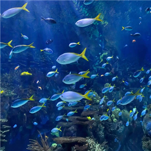 马良画画水族馆加盟案例图片