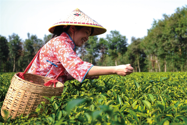 八百秀才茶葉加盟