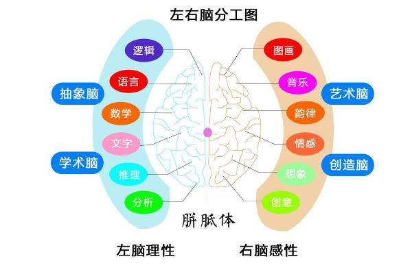 全腦分工圖