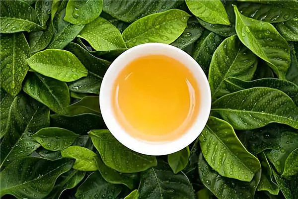 茶叶品牌加盟