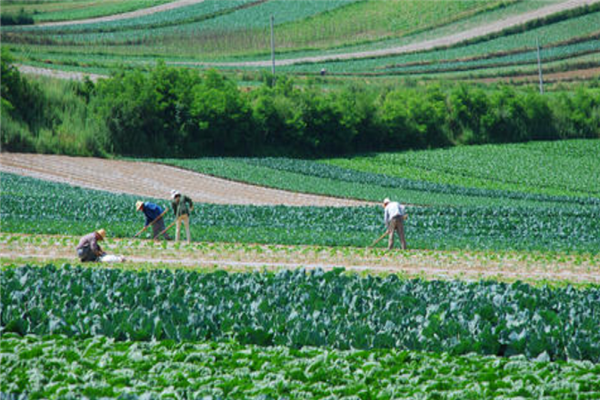 纯绿色蔬菜基地加盟