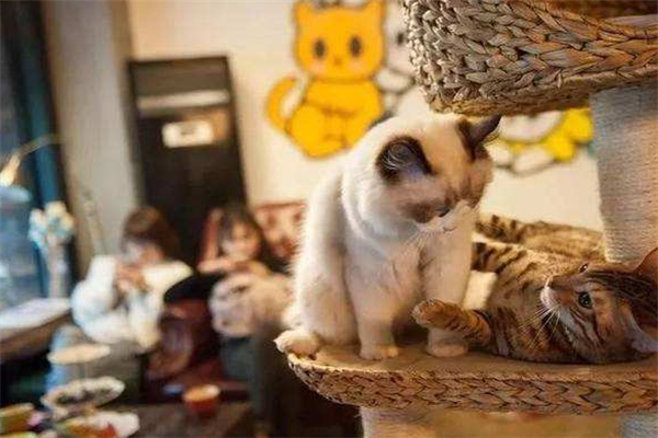 猫主题咖啡馆加盟