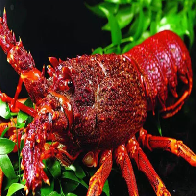 龙澳澳洲龙虾养殖加盟实例图片
