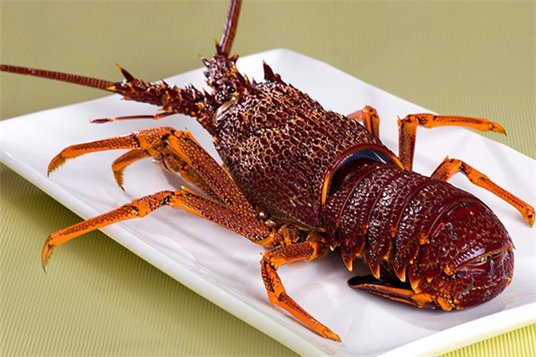 龙澳澳洲龙虾养殖加盟