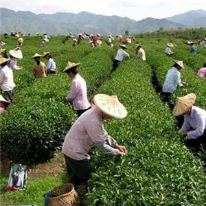 溢福茶业加盟图片