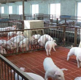 温氏集团养猪加盟案例图片