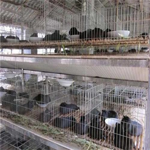 黑豚养殖加盟案例图片