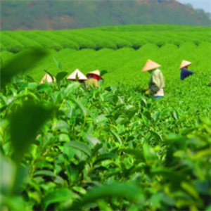 国茶天下秀茶业加盟案例图片