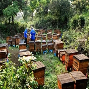 卓津蜂业加盟案例图片