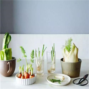 水培蔬菜加盟案例图片
