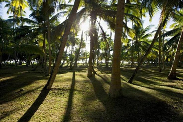 海岛故事椰子油加盟