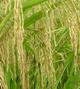 苏垦米业