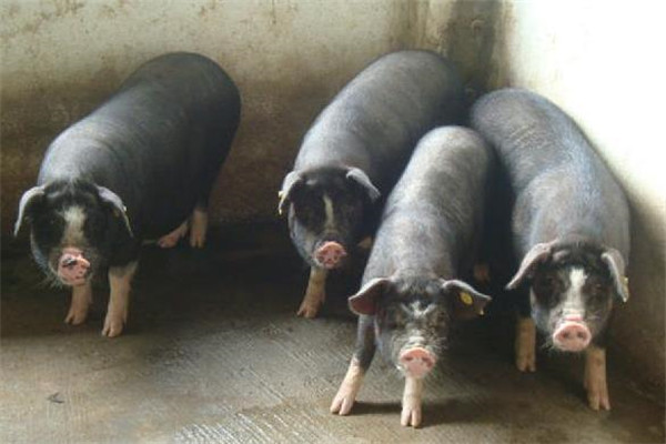 程岭黑山猪加盟