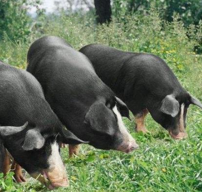 程岭黑山猪加盟实例图片