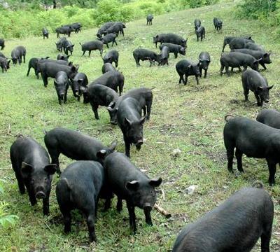 程岭黑山猪加盟图片