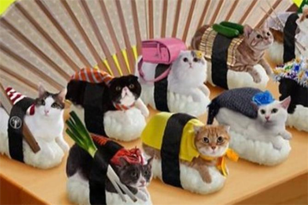 猫的精致寿司加盟
