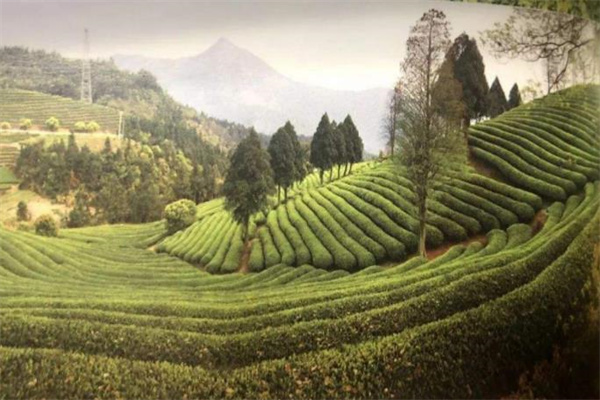 芙蓉山茶业加盟