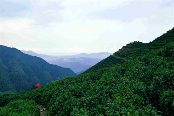 芙蓉山茶业加盟