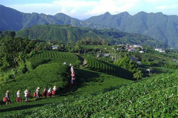 高建发茶业加盟