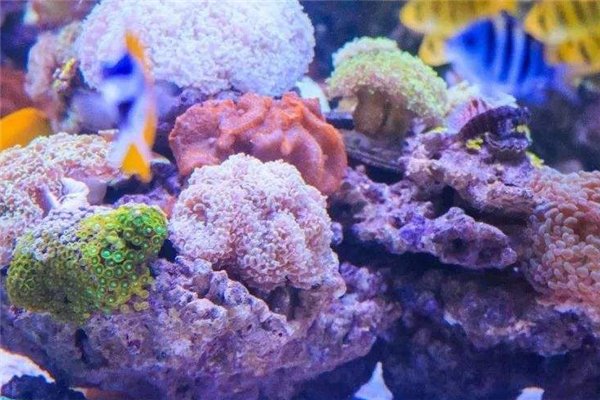 珊瑚精品店加盟