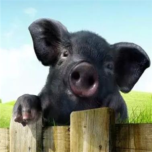 福祚黑猪肉专卖加盟