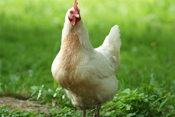 白羽鸡养殖加盟