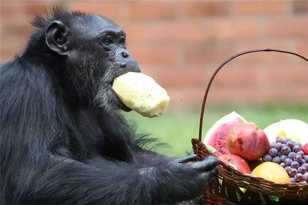 猩猩吃香蕉加盟