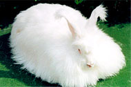 珍珠长毛兔加盟