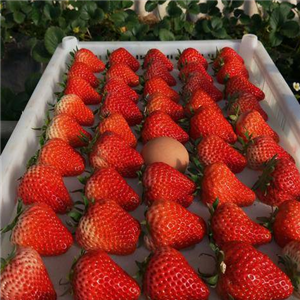 丹东99草莓加盟