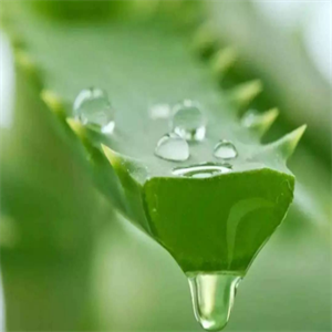  Green plant skin care products